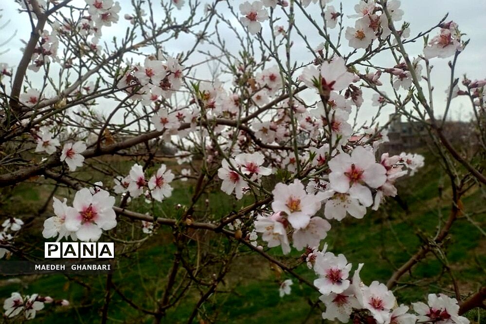شکوفه‌های بهاری سال نو در شهرستان پردیس