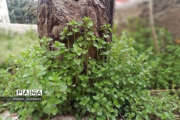 شکوفه‌های بهاری سال نو در شهرستان پردیس