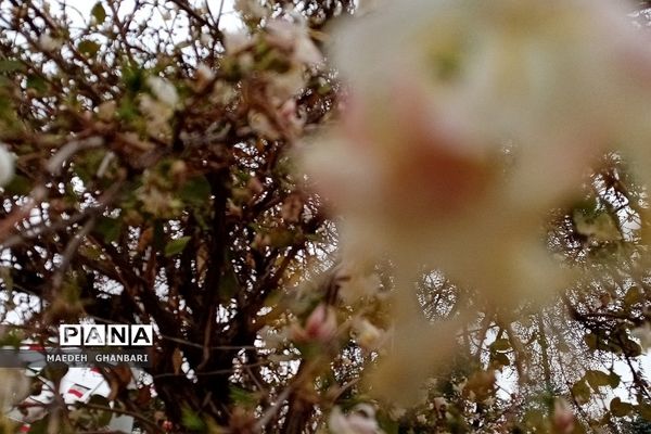 شکوفه‌های بهاری سال نو در شهرستان پردیس