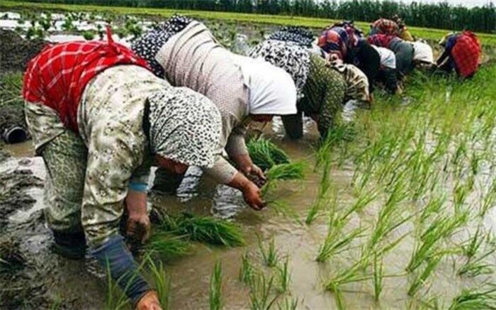 آبی کافی برای خودکفایی برنج نداریم