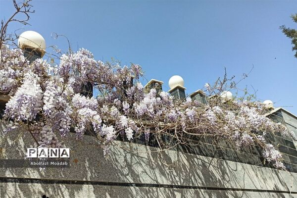 استقبال از بهار و عید نوروز در کاشمر