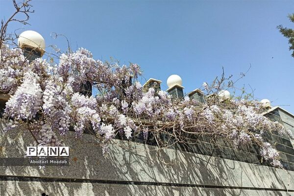 استقبال از بهار و عید نوروز در کاشمر