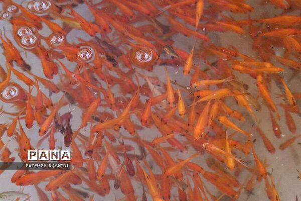 استقبال از نوروز در ساری