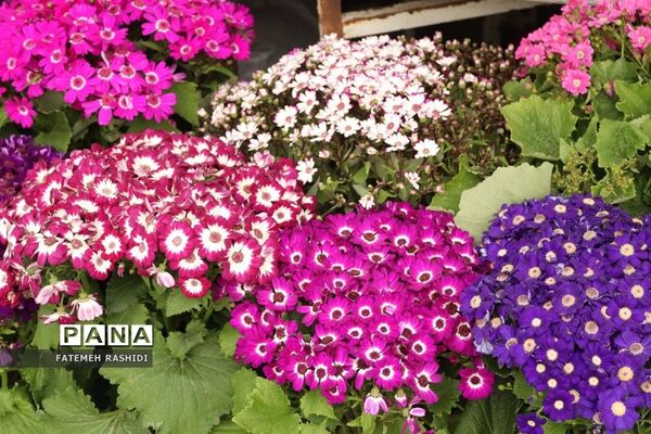 استقبال از نوروز در ساری