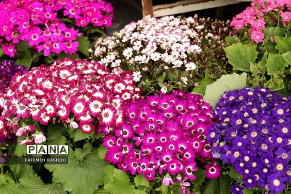 استقبال از نوروز در ساری