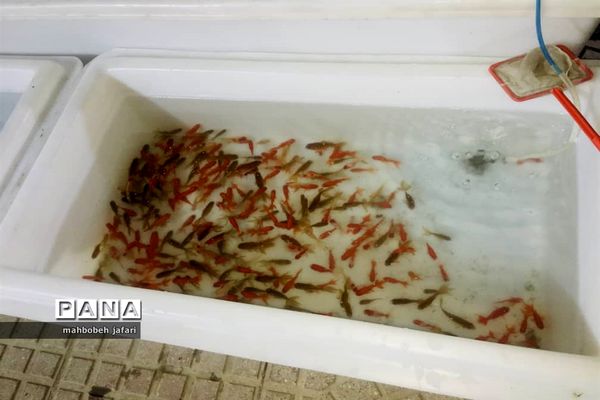 ساری به پیشواز نوروز می‌رود