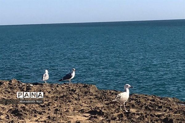 فصل بهار در چابهار