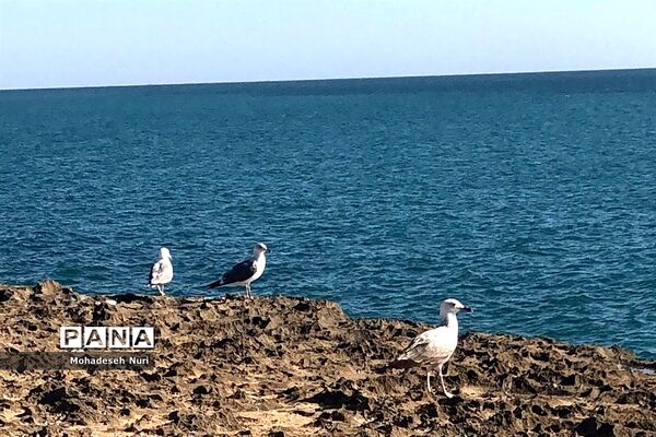 فصل بهار در چابهار
