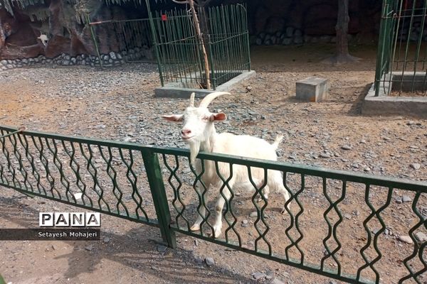 استقبال مسافران نوروزی از باغ وحش وکیل آباد مشهد