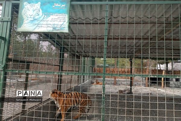 استقبال مسافران نوروزی از باغ وحش وکیل آباد مشهد