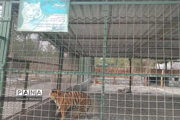 استقبال مسافران نوروزی از باغ وحش وکیل آباد مشهد