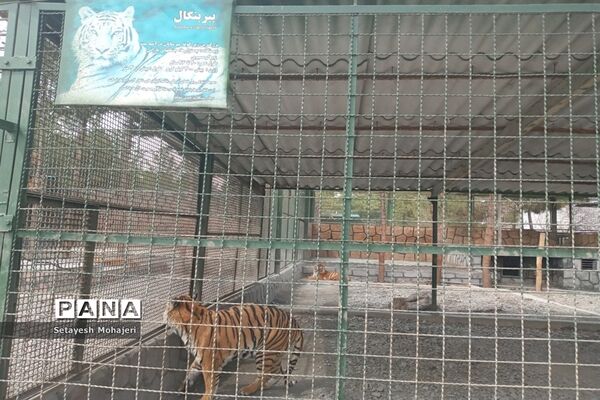 استقبال مسافران نوروزی از باغ وحش وکیل آباد مشهد