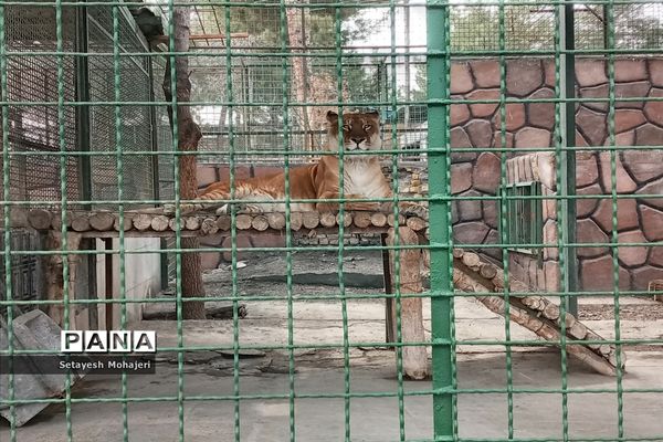 استقبال مسافران نوروزی از باغ وحش وکیل آباد مشهد