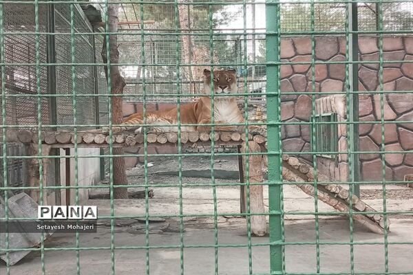 استقبال مسافران نوروزی از باغ وحش وکیل آباد مشهد
