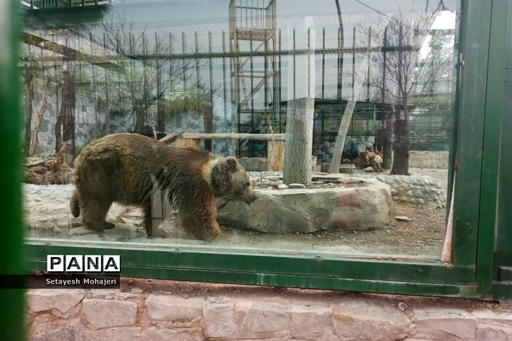 استقبال مسافران نوروزی از باغ وحش وکیل آباد مشهد