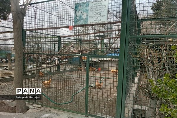 استقبال مسافران نوروزی از باغ وحش وکیل آباد مشهد