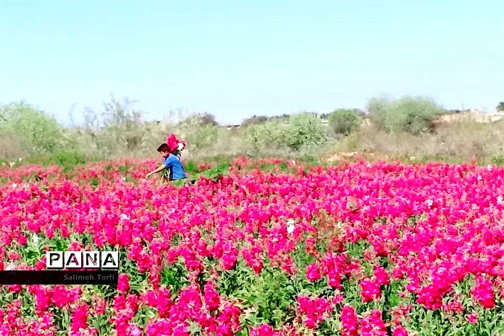 جاذبه‌های گردشگری حمیدیه