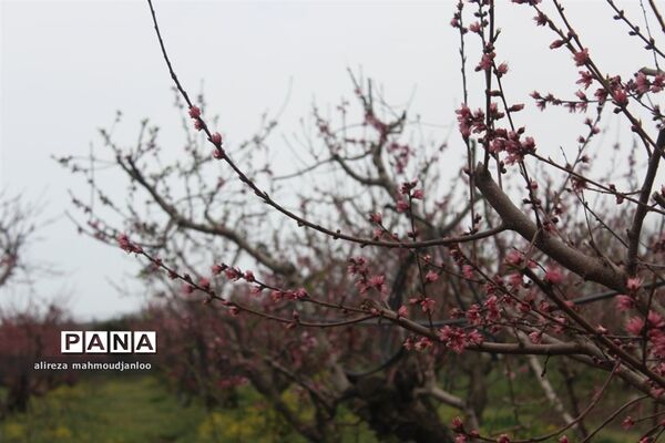 بهار طبیعت در گلوگاه