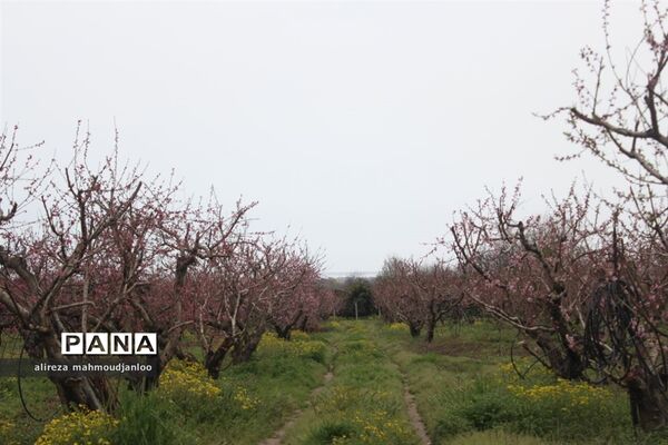 بهار طبیعت در گلوگاه