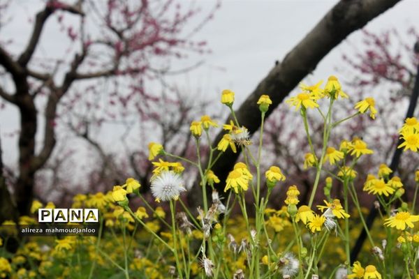 بهار طبیعت در گلوگاه