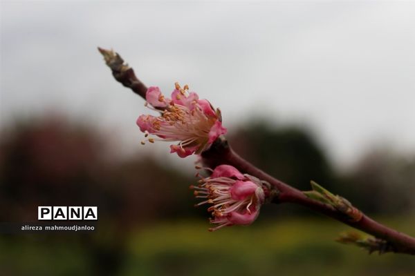 بهار طبیعت در گلوگاه