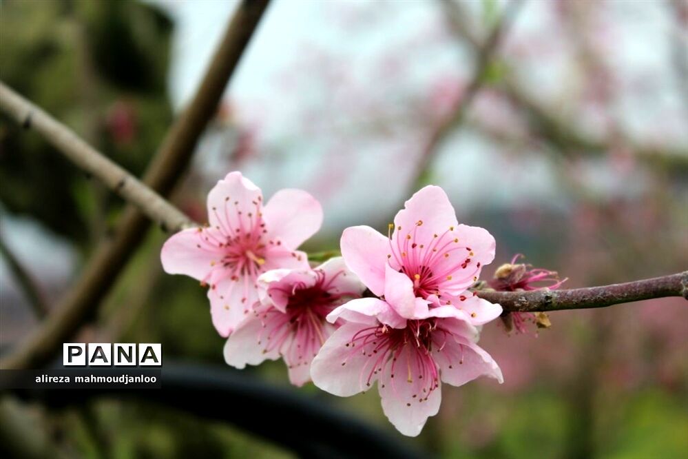 بهار طبیعت در گلوگاه