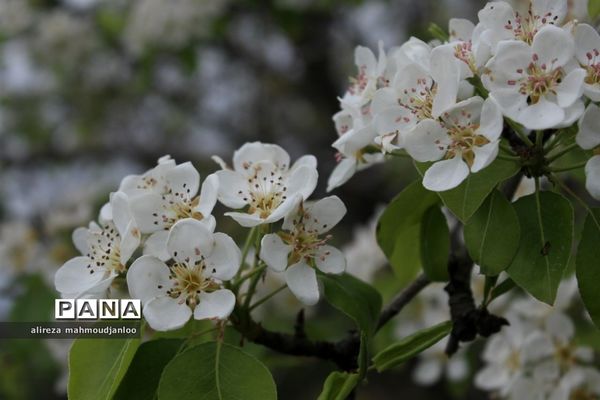 بهار طبیعت در گلوگاه