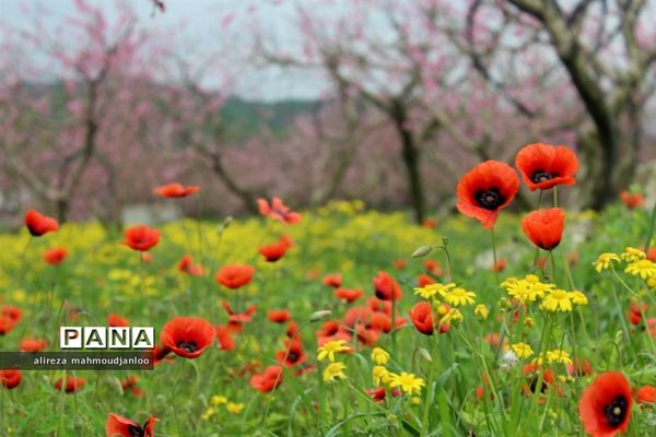 بهار طبیعت در گلوگاه