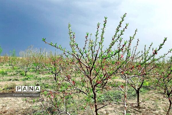 ردای سبز طبیعت در نوروز