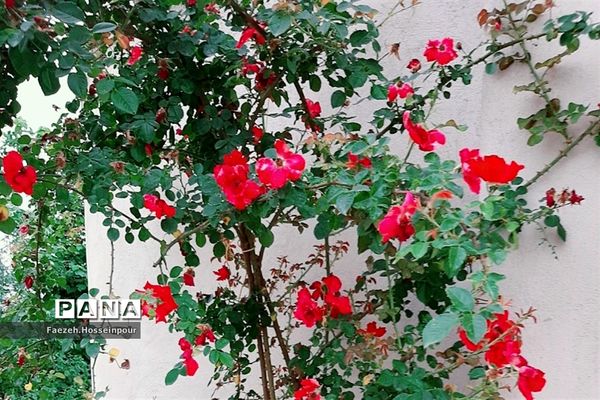 ردای سبز طبیعت در نوروز