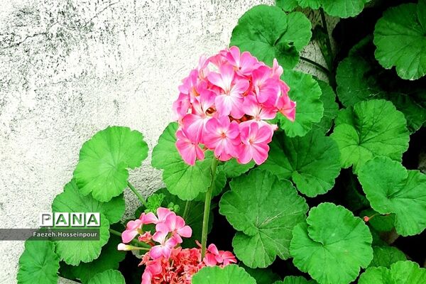 ردای سبز طبیعت در نوروز