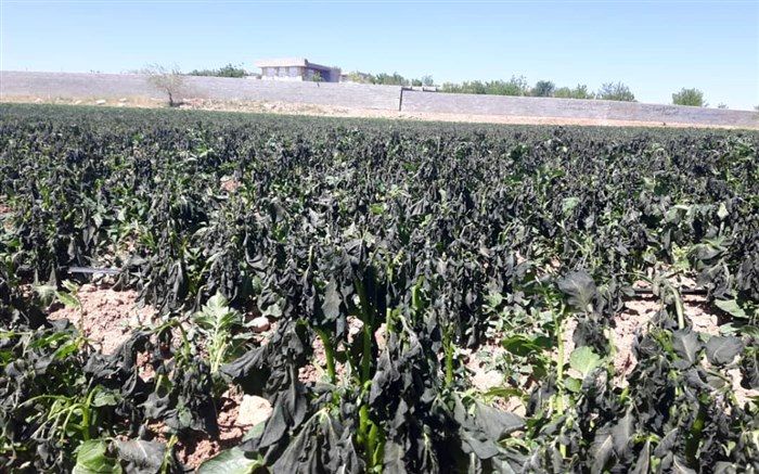 سرمازدگی به محصولات زراعی ارسنجان خسارت زد 