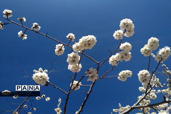 طبیعت زیبای بهاری