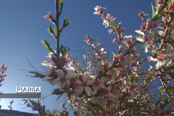 طبیعت زیبای بهاری