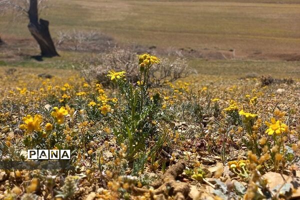 طبیعت زیبای روستای اسفندان