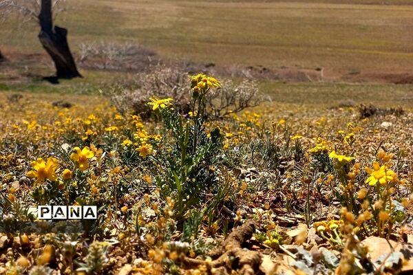 طبیعت زیبای روستای اسفندان