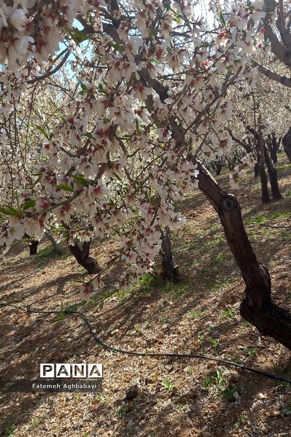 شکوفه‌های بهاری