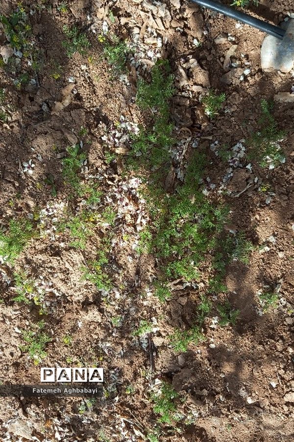 شکوفه‌های بهاری