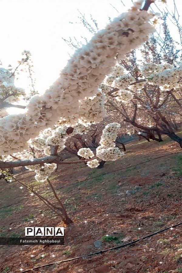 شکوفه‌های بهاری