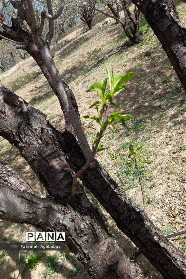 شکوفه‌های بهاری