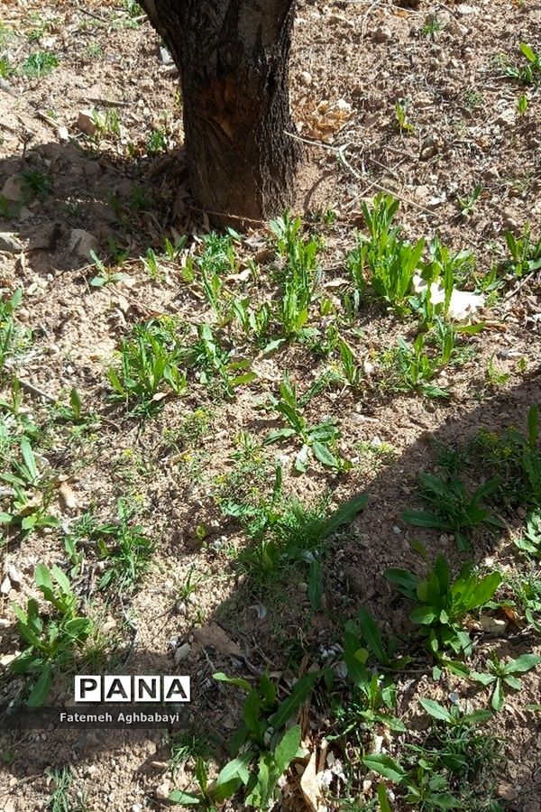 شکوفه‌های بهاری