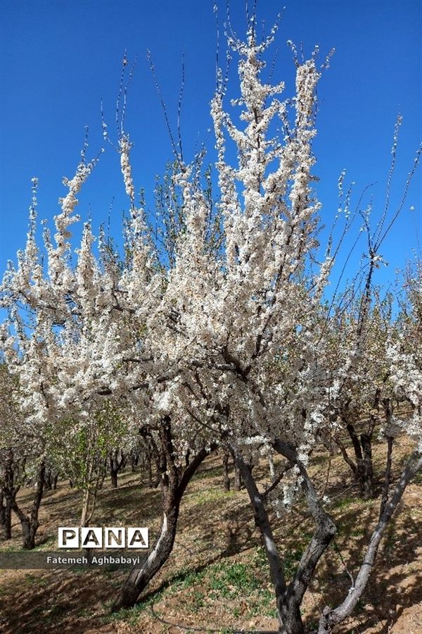 شکوفه‌های بهاری