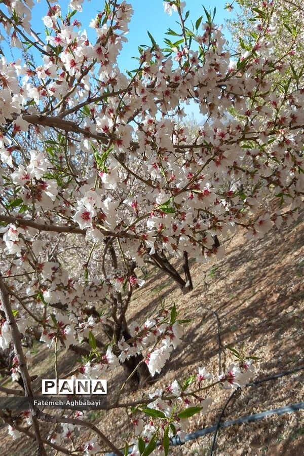 شکوفه‌های بهاری
