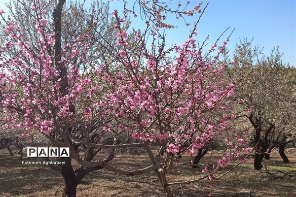 شکوفه‌های بهاری