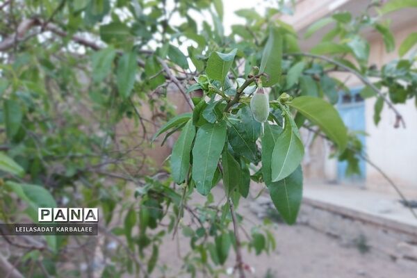 طبیعت زیبای روستاهای هومبر و دوک