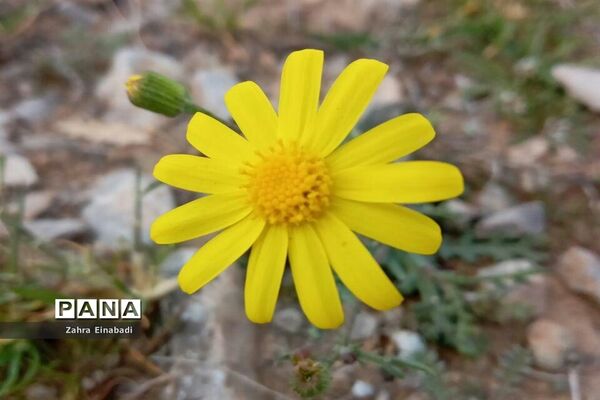 سفری  به روستای عین‌آباد