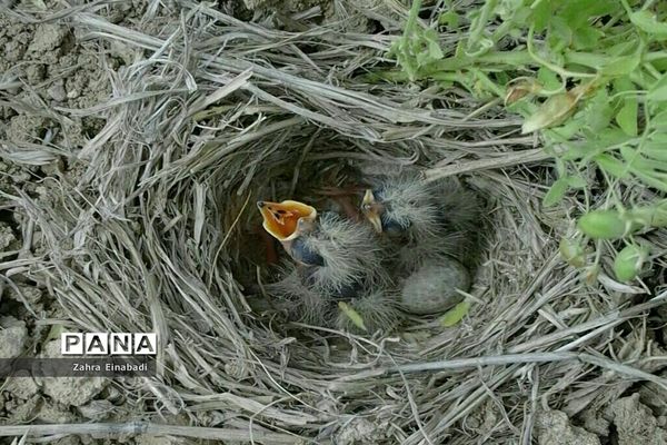 سفری  به روستای عین‌آباد
