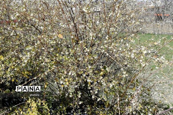 طبیعت زیبای بهاری روستای حصار دماوند