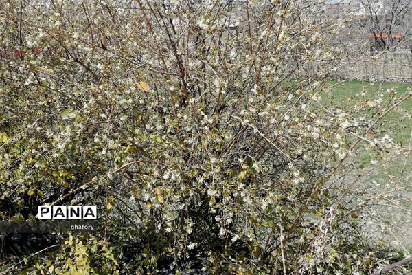 طبیعت زیبای بهاری روستای حصار دماوند