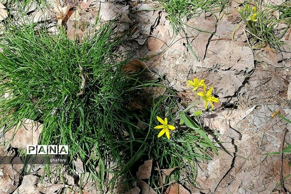 طبیعت زیبای بهاری روستای حصار دماوند